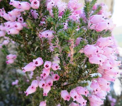 Erica modesta, photographed by linkie