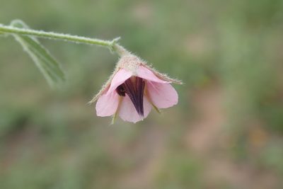 Hermannia boraginiflora, photographed by Andrew Deacon