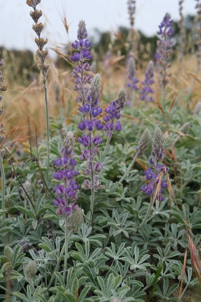Lupinus ludovicianus, photographed by paulexcoff