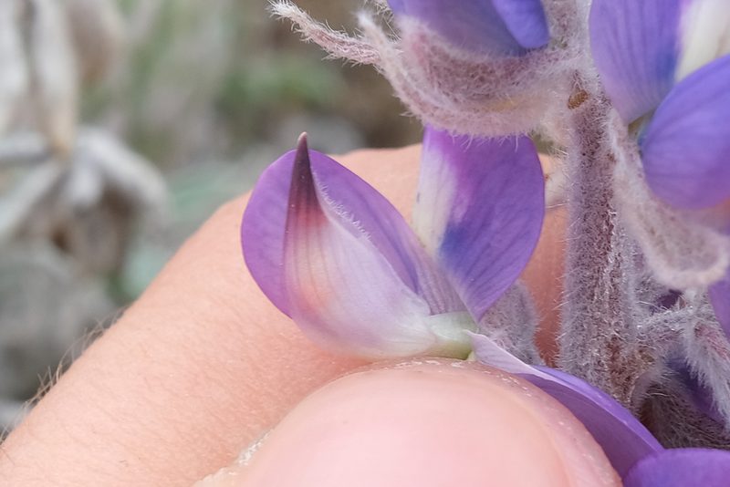 Lupinus ludovicianus, photographed by paulexcoff