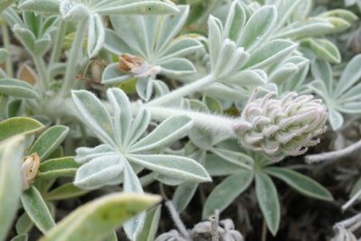 Lupinus ludovicianus, photographed by paulexcoff