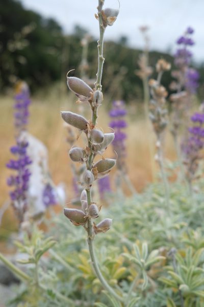 Lupinus ludovicianus, photographed by paulexcoff