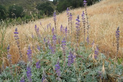 Lupinus ludovicianus, photographed by paulexcoff