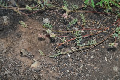 Astragalus gambelianus, photographed by paulexcoff