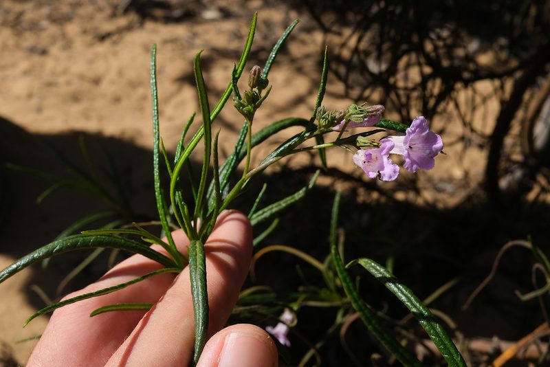 Eriodictyon altissimum, photographed by paulexcoff