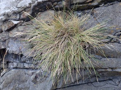 Poa astonii, photographed by Peter de Lange