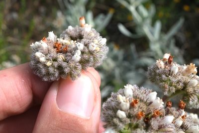 Eriodictyon tomentosum, photographed by paulexcoff