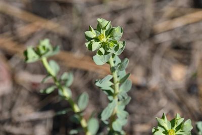 Euphorbia lurida, photographed by Shawn O'Donnell