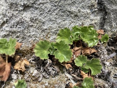 Telesonix heucheriformis, photographed by Caleb Catto