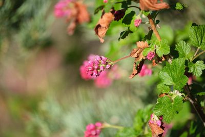 Ribes nevadense, photographed by Shawn O'Donnell