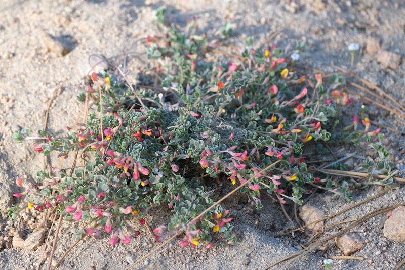 Acmispon argyraeus, photographed by Shawn O'Donnell