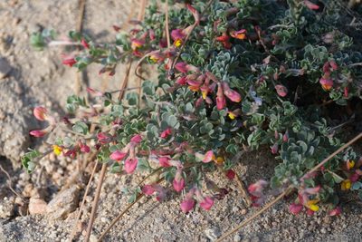 Acmispon argyraeus, photographed by Shawn O'Donnell