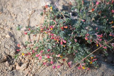Acmispon argyraeus, photographed by Shawn O'Donnell
