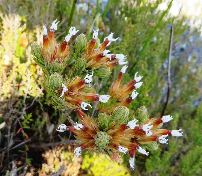 Erica vallis-gratiae, photographed by linkie