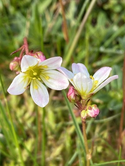 Saxifraga hypnoides, photographed by Terry Instone