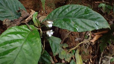 Napeanthus bracteatus, photographed by John Abrams