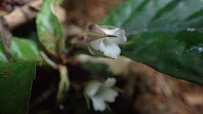 Napeanthus bracteatus, photographed by John Abrams