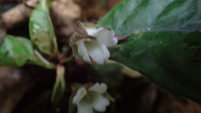 Napeanthus bracteatus, photographed by John Abrams