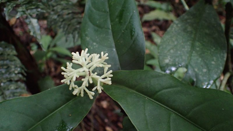 Rudgea reducticalyx, photographed by John Abrams