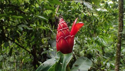 Costus pulverulentus, photographed by John Abrams