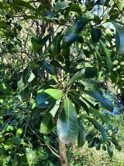 Acronychia oblongifolia, photographed by Jeff Harbrow