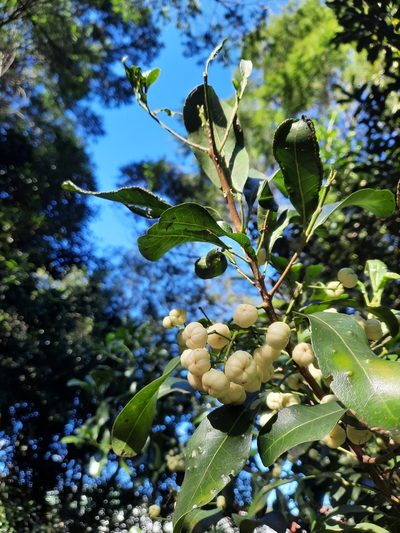 Acronychia oblongifolia, photographed by Jeff Harbrow