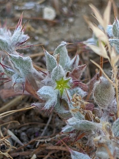 Hollisteria lanata, photographed by Ken-ichi Ueda