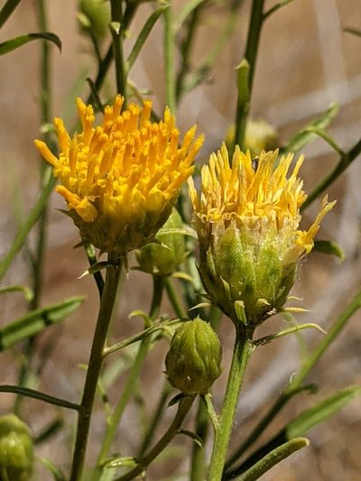 Eastwoodia elegans, photographed by Ken-ichi Ueda