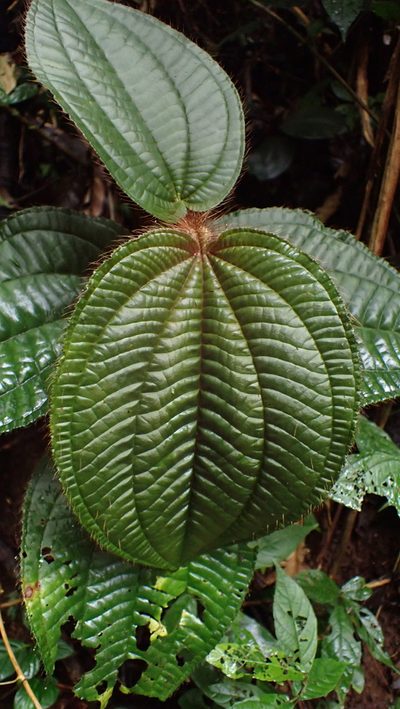 Miconia formicosetosa, photographed by John Abrams
