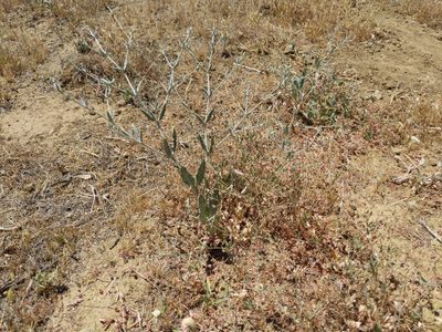 Eriogonum gracillimum, photographed by Ken-ichi Ueda