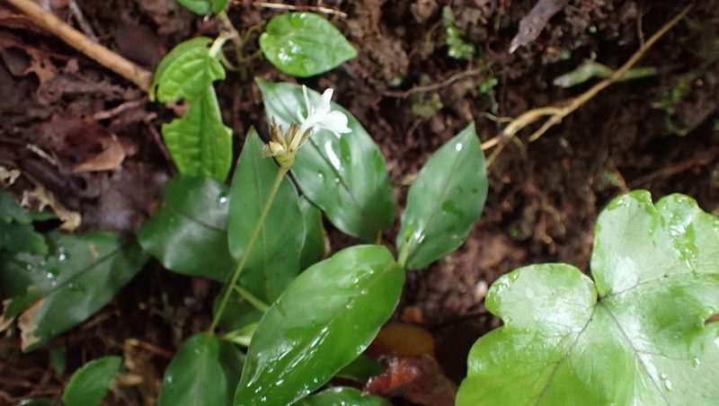 Goeppertia micans, photographed by John Abrams