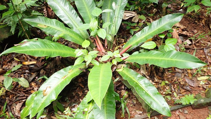 Philodendron wendlandii, photographed by John Abrams