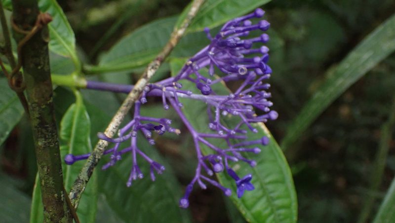 Faramea suerrensis, photographed by John Abrams