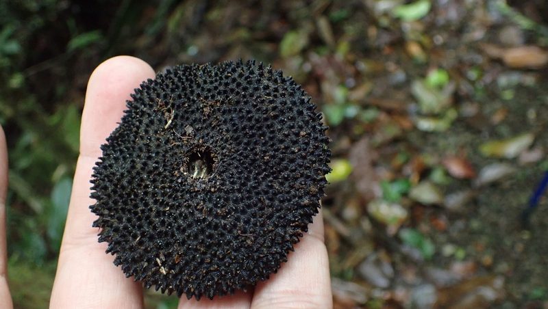 Apeiba membranacea, photographed by John Abrams