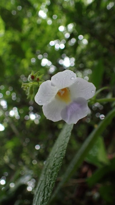 Monopyle puberula, photographed by John Abrams