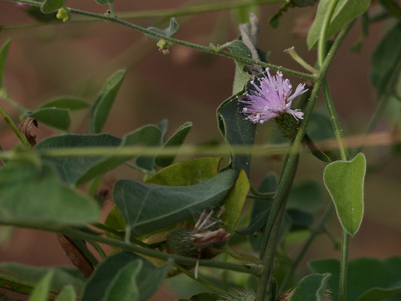 Tricholepis glaberrima, photographed by Dinesh Valke