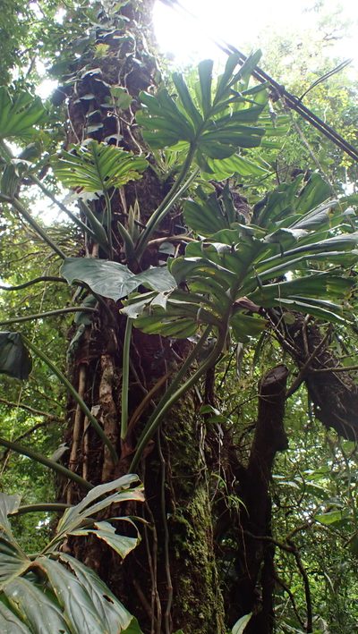 Philodendron findens, photographed by John Abrams