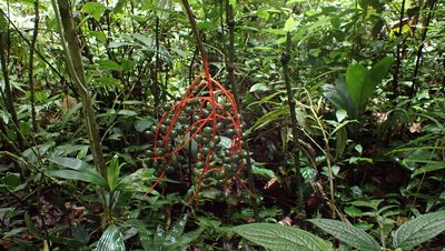 Chamaedorea tepejilote, photographed by John Abrams