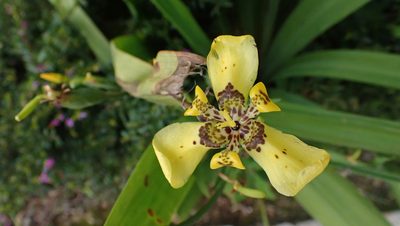 Trimezia steyermarkii, photographed by John Abrams