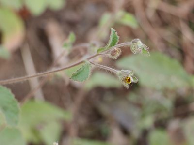 Blumea belangeriana, photographed by Dinesh Valke