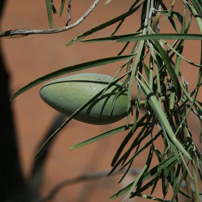 Leichhardtia australis, photographed by Kym Nicolson