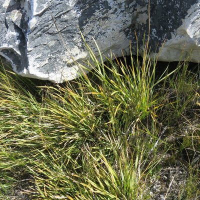 Bobartia paniculata, photographed by Di Turner