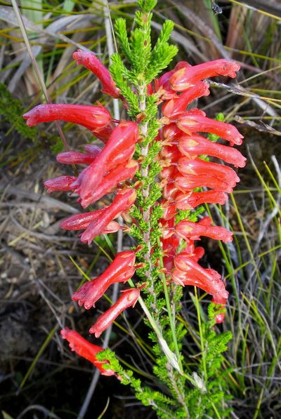 Erica inordinata, photographed by Di Turner