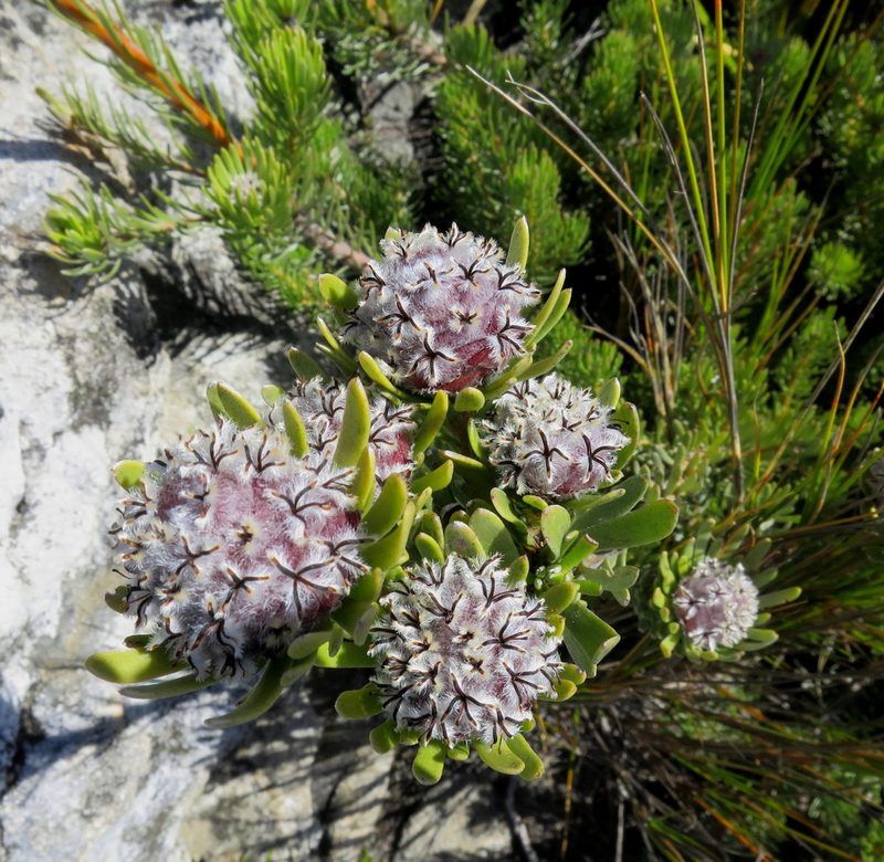 Leucadendron singulare, photographed by Di Turner