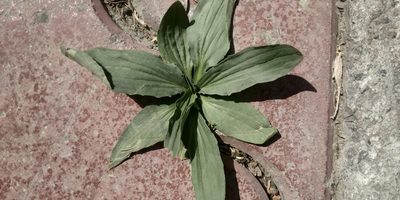 Plantago depressa, photographed by Yurii Basov