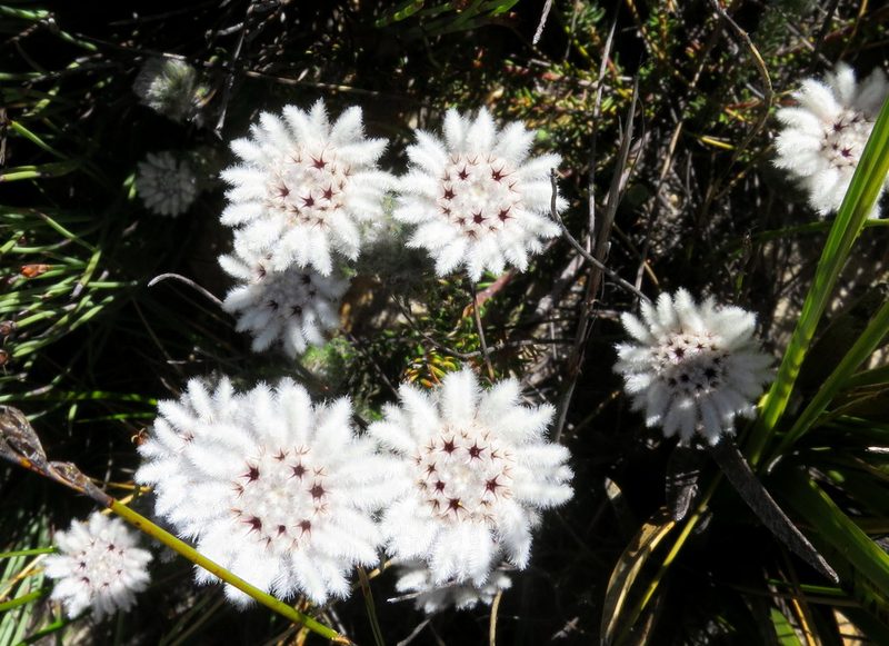 Phylica meyeri, photographed by Di Turner