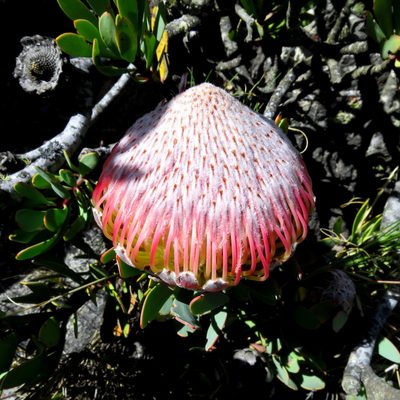 Protea rupicola, photographed by Di Turner