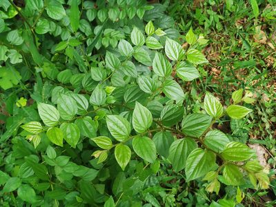Ziziphus oenopolia, photographed by Firos AK