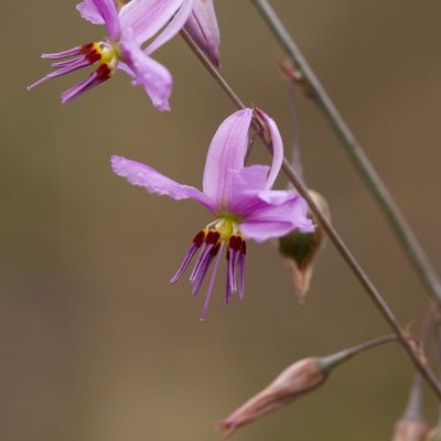 Dichopogon fimbriatus, photographed by Kym Nicolson