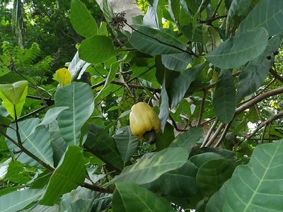 Anacardium occidentale, photographed by Firos AK